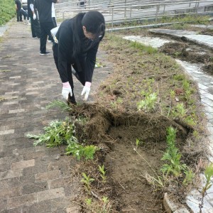 草取り